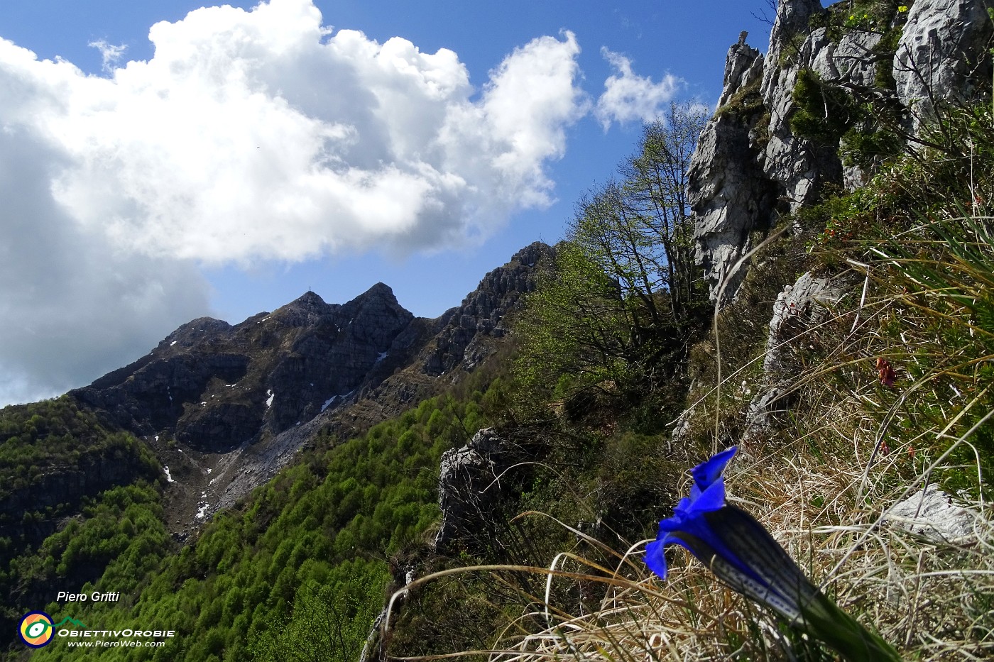 33 Genziana di Clusius (Gentiana Clusii) con Resegone.JPG -                                